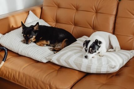 Two dogs relaxing on a leather sofa in a pet-friendly home, highlighting comfortable living spaces and thoughtful remodeling features designed for both pets and their owners.