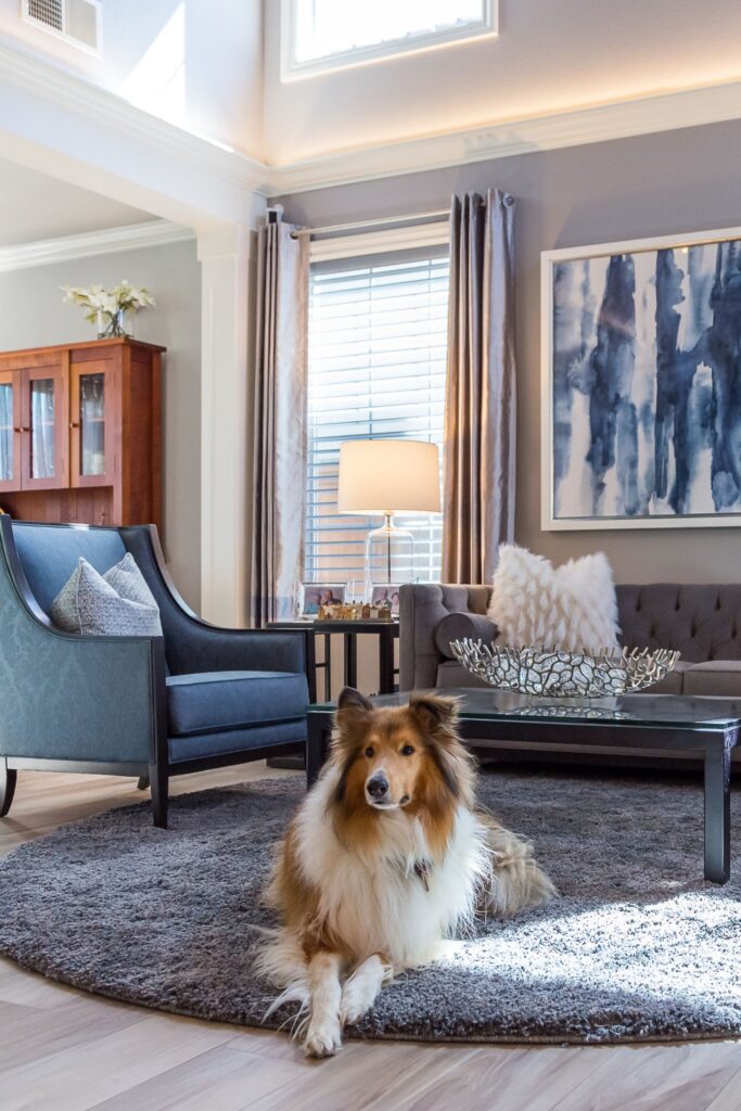 Living room with gray sofa, blue armchairs, glass coffee table, area rug and dog resting in the seating area.